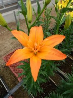 [5708 DJ AZ-07 No02.JPG]